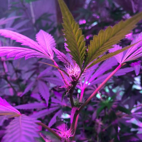 Nebula X 🍁 growlog timeline photo