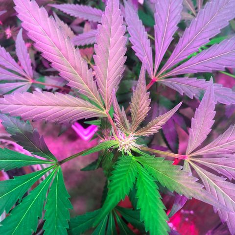 Nebula X 🍁 growlog timeline photo