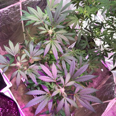 Nebula X 🍁 growlog timeline photo