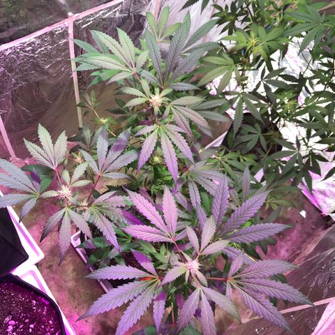 Nebula X 🍁 growlog timeline photo