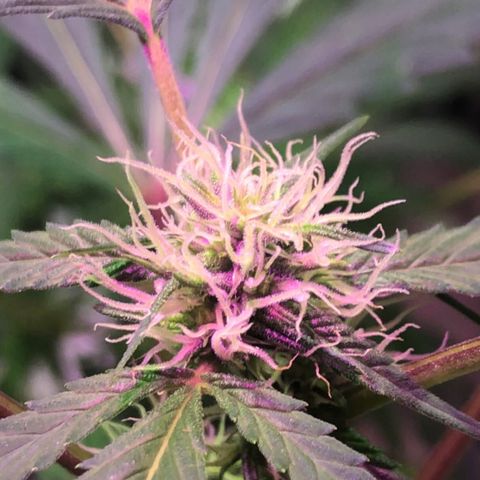 Nebula X 🍁 growlog timeline photo