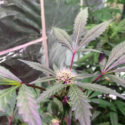Nebula X 🍁 growlog timeline photo