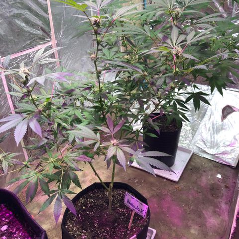 Nebula X 🍁 growlog timeline photo