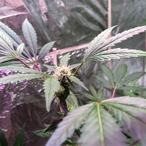 Nebula X 🍁 growlog timeline photo
