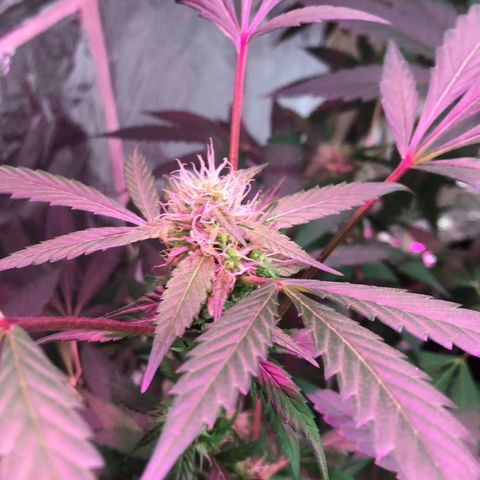 Nebula X 🍁 growlog timeline photo