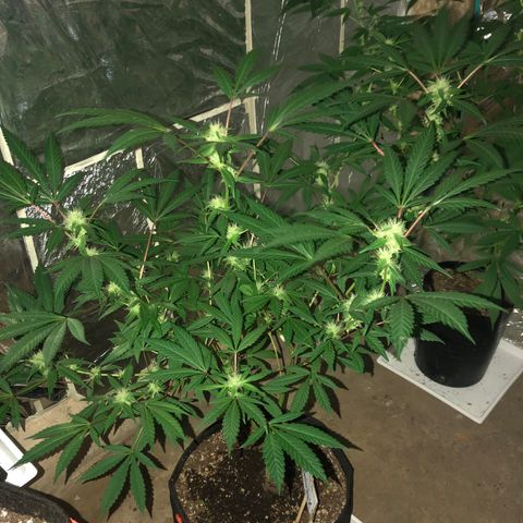 Nebula X 🍁 growlog timeline photo