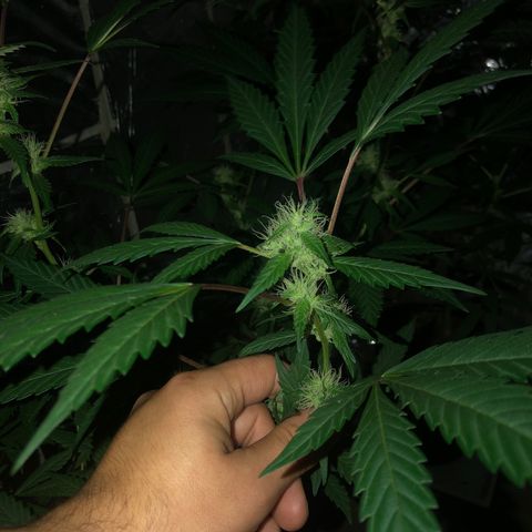 Nebula X 🍁 growlog timeline photo