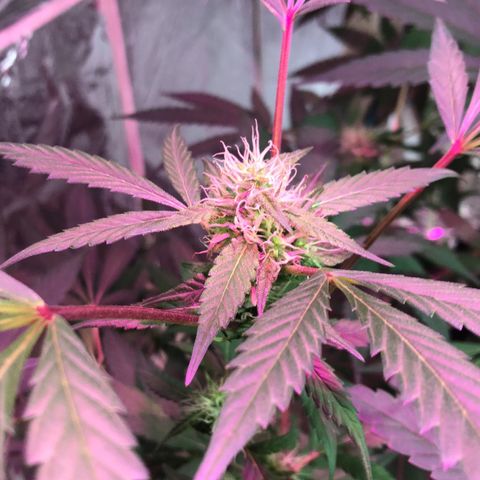 Nebula X 🍁 growlog timeline photo