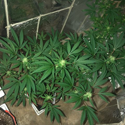 Nebula X 🍁 growlog timeline photo