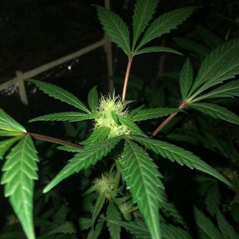 Nebula X 🍁 growlog timeline photo