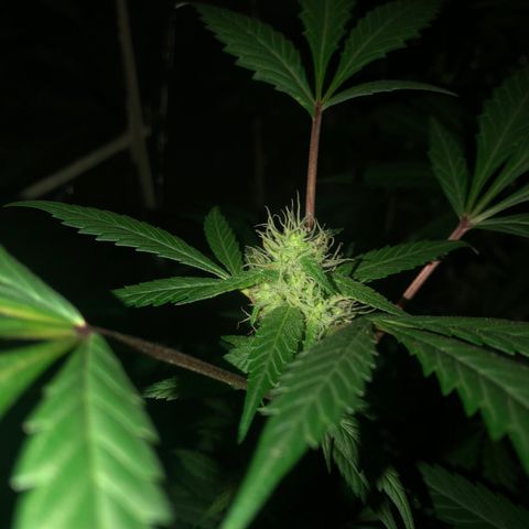 Nebula X 🍁 growlog timeline photo