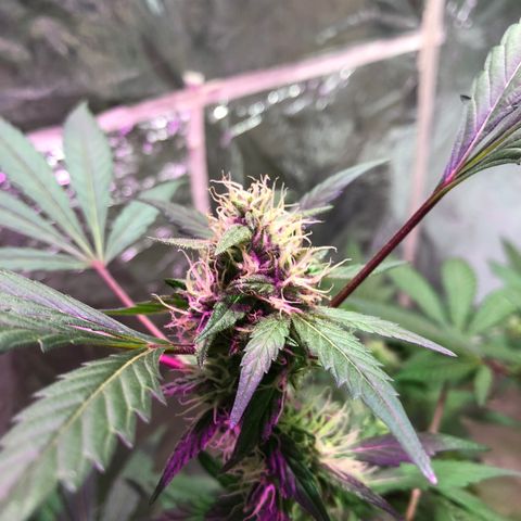 Nebula X 🍁 growlog timeline photo