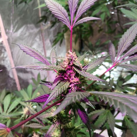 Nebula X 🍁 growlog timeline photo