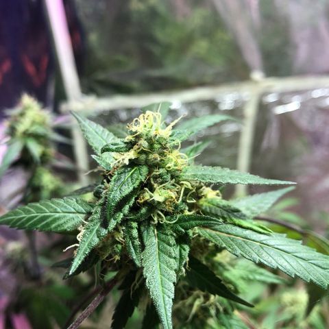 Nebula X 🍁 growlog timeline photo