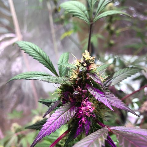 Nebula X 🍁 growlog timeline photo
