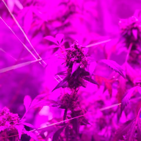 Nebula X 🍁 growlog timeline photo