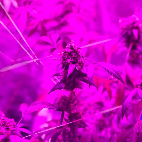 Nebula X 🍁 growlog timeline photo