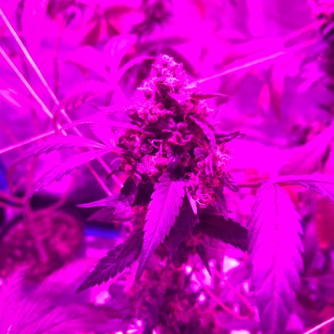 Nebula X 🍁 growlog timeline photo