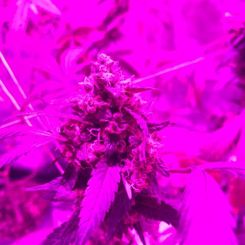 Nebula X 🍁 growlog timeline photo