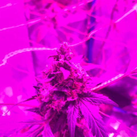 Nebula X 🍁 growlog timeline photo