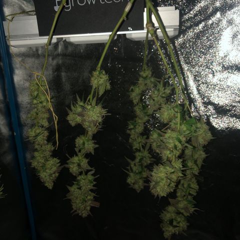 Nebula X 🍁 growlog photo: Fotos de la cosecha 🥳