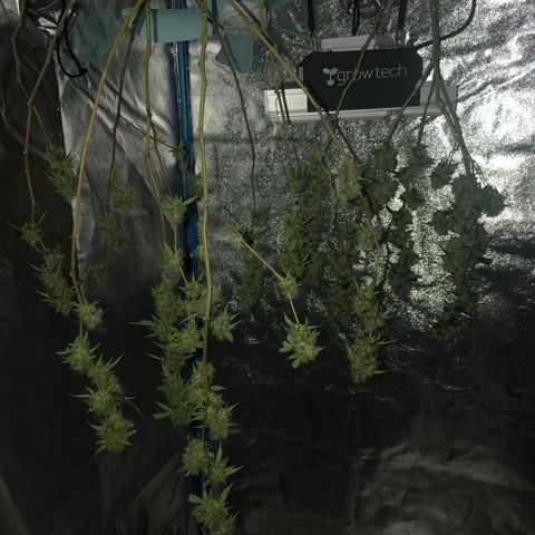 Nebula X 🍁 growlog photo: Fotos de la cosecha 🥳