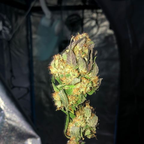 Nebula X 🍁 growlog photo: Asi estan los coquitos, secandose 10 puntos!