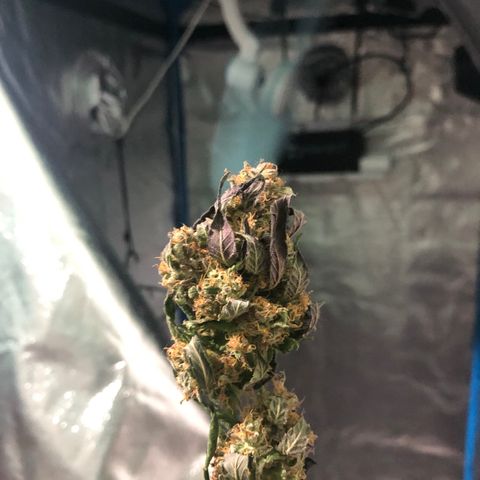 Nebula X 🍁 growlog photo: Asi estan los coquitos, secandose 10 puntos!