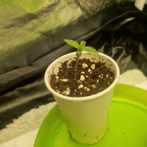 Cherry Fritter  growlog timeline photo
