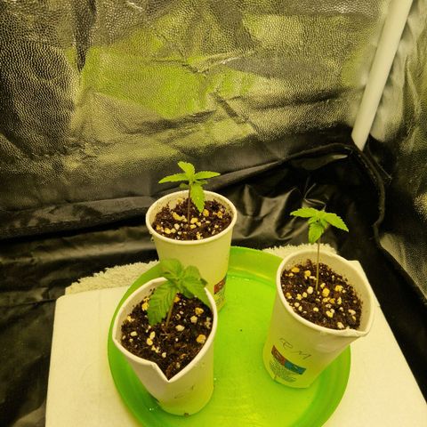 Quick Mass growlog timeline photo