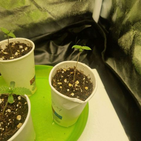 Quick Mass growlog timeline photo