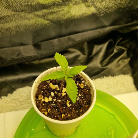 Cherry Fritter  growlog timeline photo