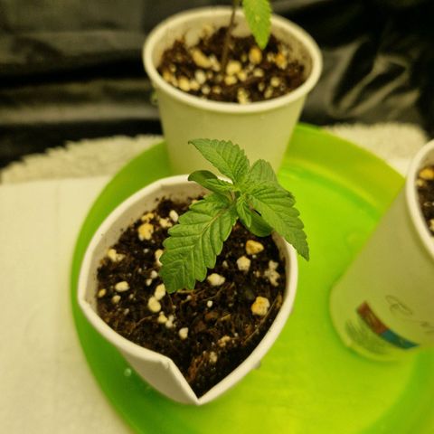 Cherry Fritter  growlog timeline photo