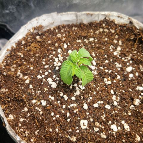 Cherry Fritter  growlog timeline photo