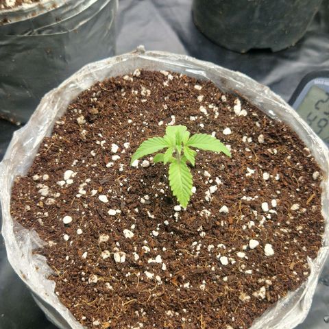 Cherry Fritter  growlog timeline photo