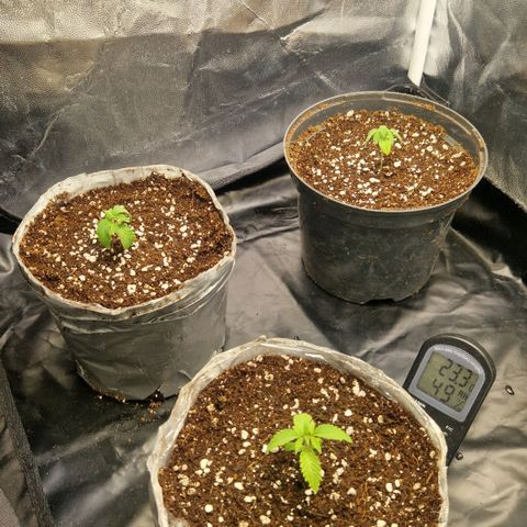Quick Mass growlog timeline photo