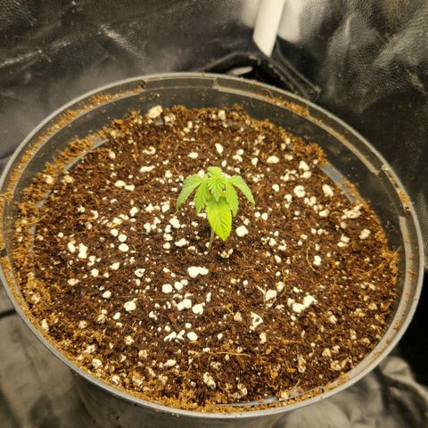 Quick Mass growlog timeline photo