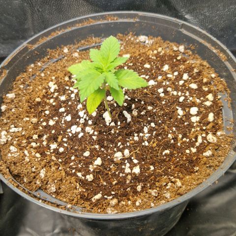 Quick Mass growlog timeline photo