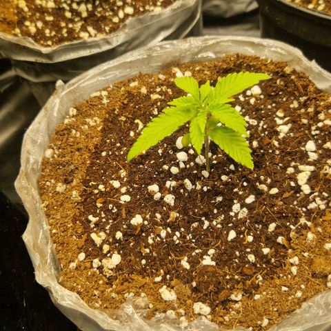 Cherry Fritter  growlog timeline photo