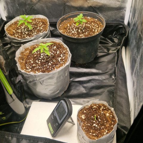 Cherry Fritter  growlog timeline photo