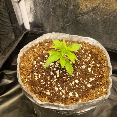 Cherry Fritter  growlog timeline photo