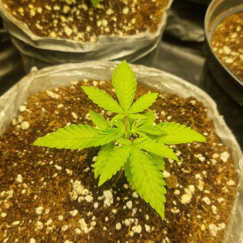 Cherry Fritter  growlog timeline photo