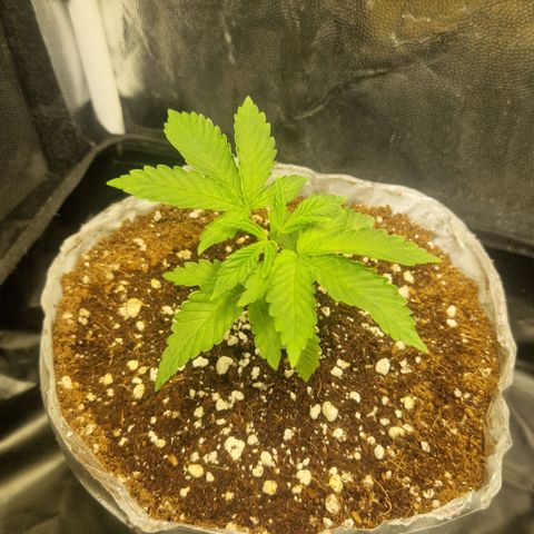 Cherry Fritter  growlog timeline photo