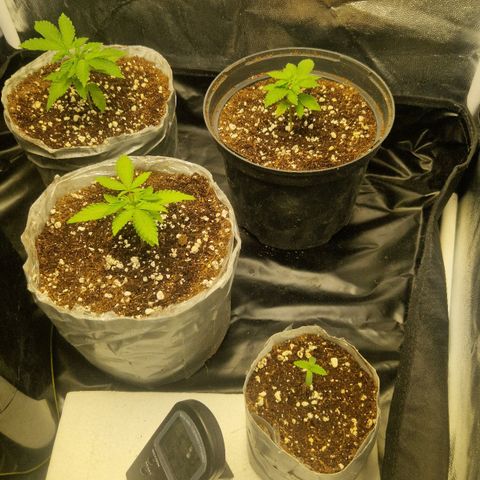 Quick Mass growlog timeline photo