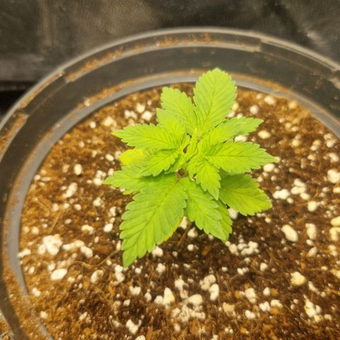 Quick Mass growlog timeline photo