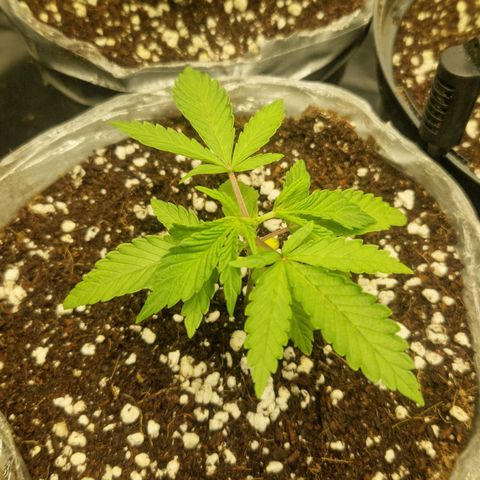 Cherry Fritter  growlog timeline photo