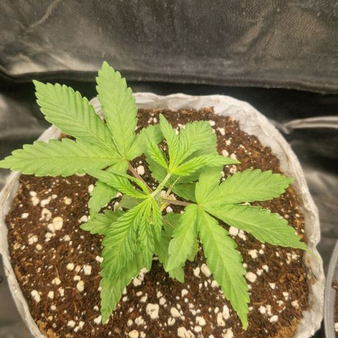 Cherry Fritter  growlog timeline photo