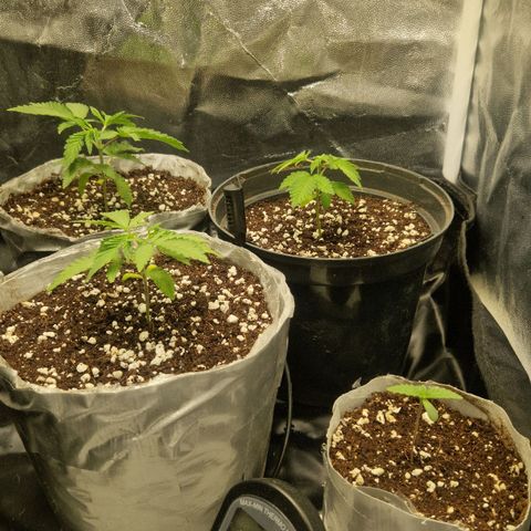 Cherry Fritter  growlog timeline photo