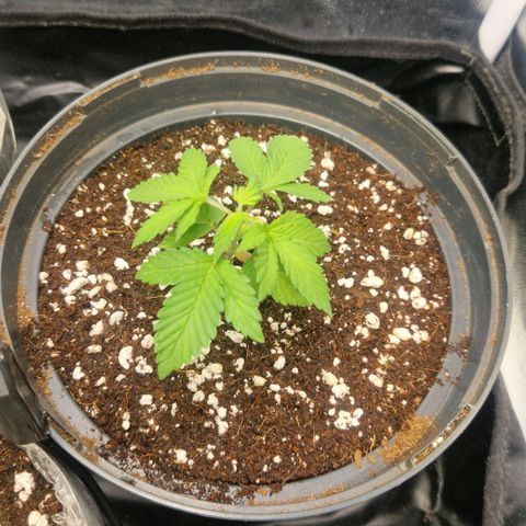 Quick Mass growlog timeline photo