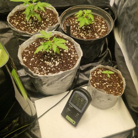 Quick Mass growlog timeline photo